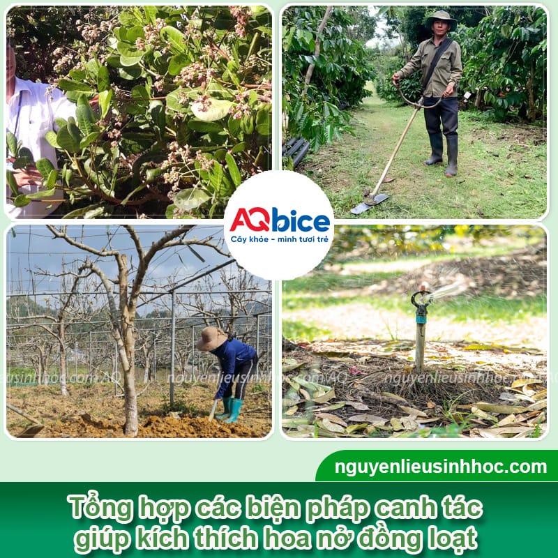 Phy FusaCo + Bloom: Combo kích tạo mầm hoa, phòng ngừa nấm bệnh 7 Combo thuốc kích mầm hoa và phòng trừ nấm bệnh hiệu quả