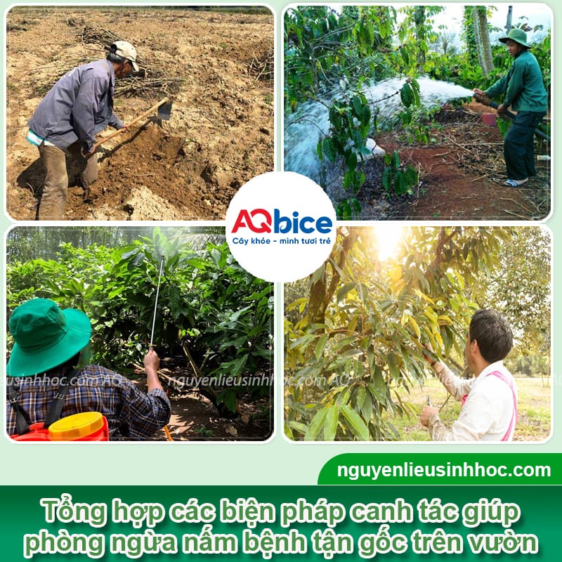 Thuốc trừ nấm bệnh sinh học giúp cây sạch bệnh, phục hồi tốt