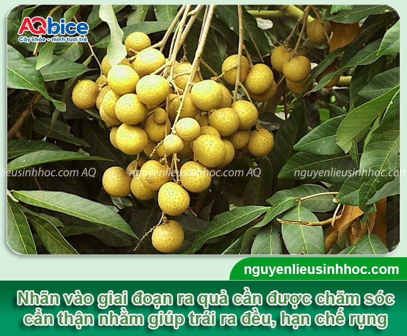 Hướng dẫn cách chăm sóc cây nhãn ra quả, hạn chế rụng trái