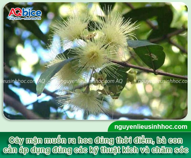 Cách kích thích cây mận ra hoa đồng loạt, tỷ lệ đậu trái cao 1 Cách kích thích cây mận ra hoa đồng loạt, tỷ lệ đậu trái cao