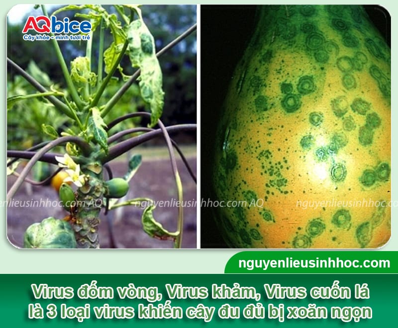 Khắc phục đu đủ bị xoăn đọt giúp lá xanh mướt, trái sai trĩu 2 Khắc phục đu đủ bị xoăn đọt giúp lá xanh mướt, trái sai trĩu