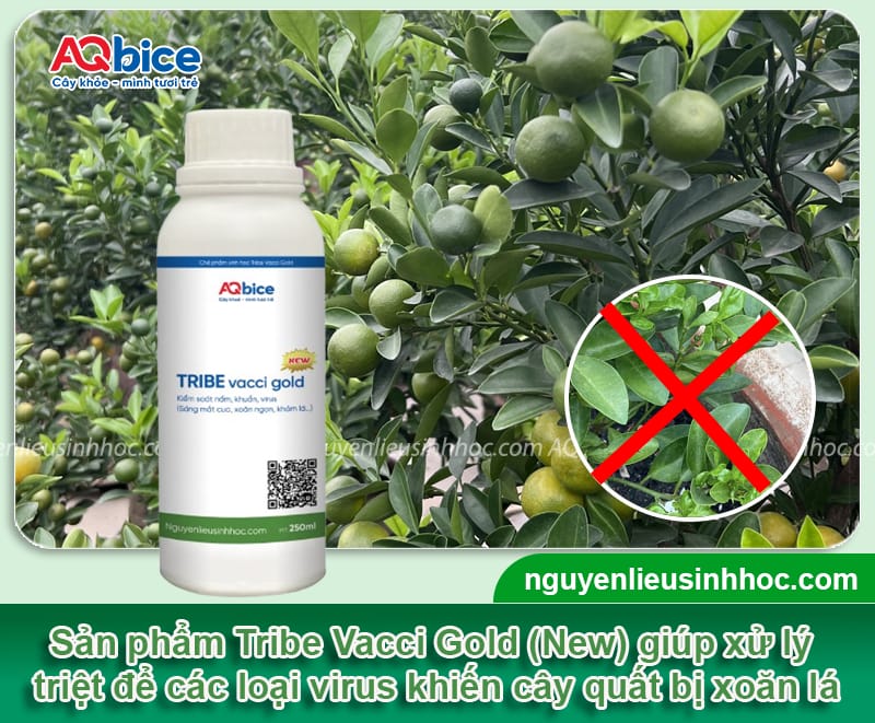 Trị quất bị xoăn lá dứt điểm, giúp đọt ra xanh mướt 4 Trị quất bị xoăn lá dứt điểm, giúp đọt ra xanh mướt
