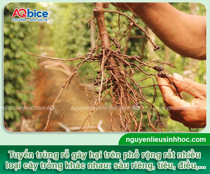 Padave Cha V1 + Bio Soil: Bộ đôi đặc trị tuyến trùng rễ, cải tạo đất vườn 5 Cách trị tuyến trùng rễ dứt điểm, phục hồi đất vườn tơi xốp
