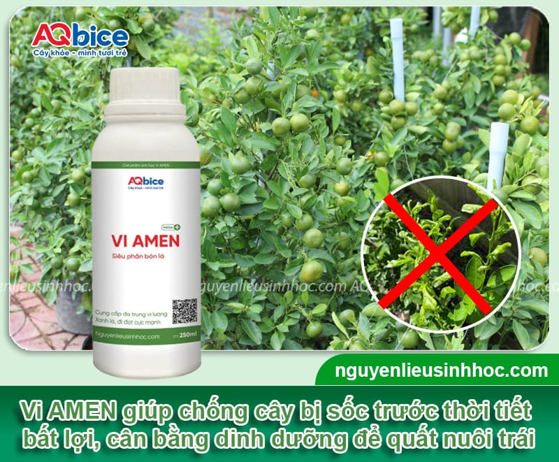 Trị quất bị xoăn lá dứt điểm, giúp đọt ra xanh mướt 5 Trị quất bị xoăn lá dứt điểm, giúp đọt ra xanh mướt