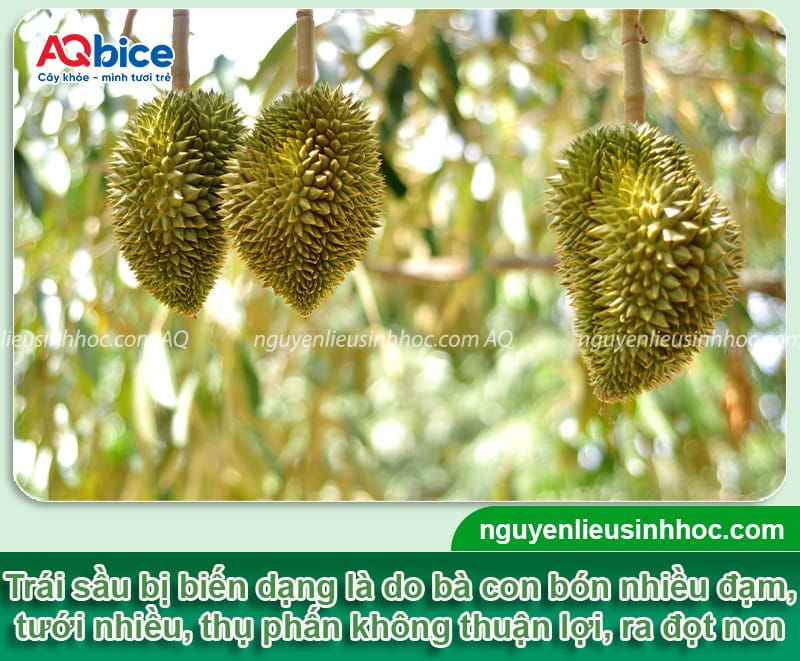 Kỹ thuật nở hộc ngang sầu riêng, tạo tướng trái