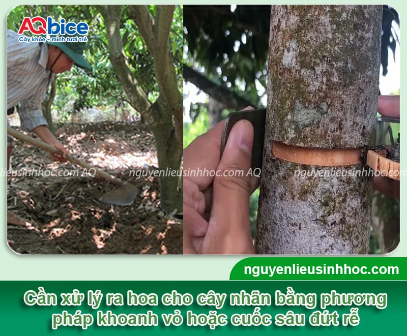 Hướng dẫn cách chăm sóc cây nhãn ra quả, hạn chế rụng trái