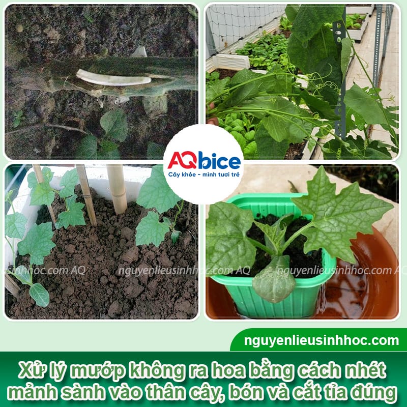 Vì sao mướp không ra hoa và cách xử lý giúp ra hoa nhiều