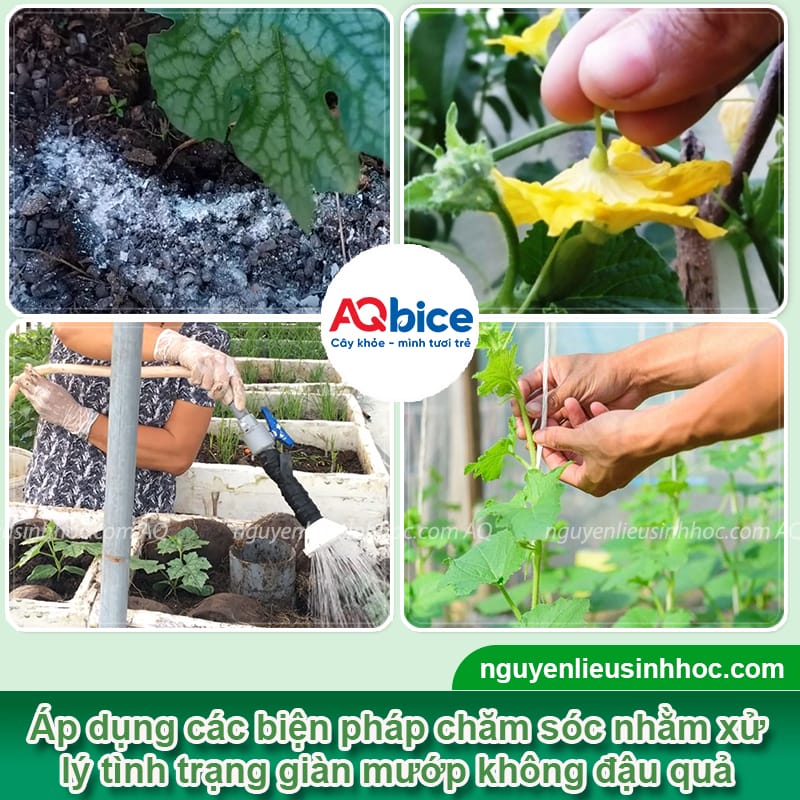 Tại sao mướp không ra quả và cách chăm sóc giúp giàn sai quả