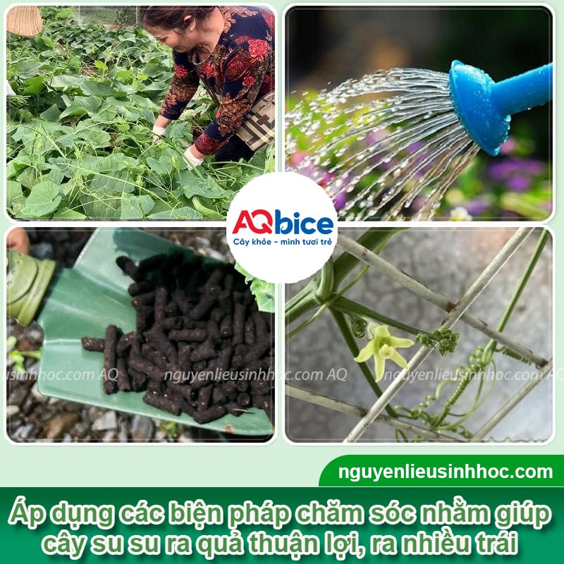 Tại sao cây su su không ra quả và Biện pháp khắc phục 3 Tại sao cây su su không ra quả và biện pháp khắc phục