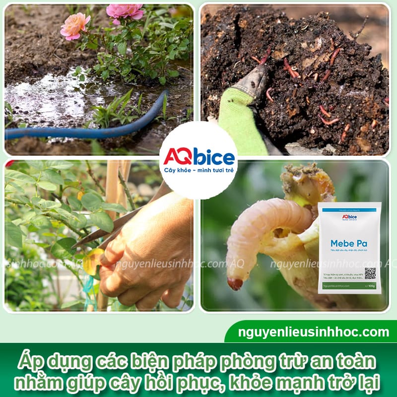Cây hoa hồng bị vàng lá rụng lá: Nguyên nhân và cách phòng trừ