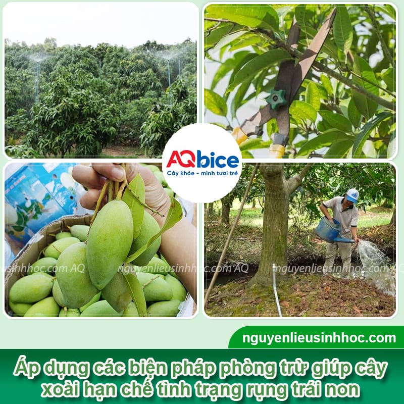 Thuốc chống rụng quả xoài hiệu quả giúp tăng tỷ lệ giữ trái