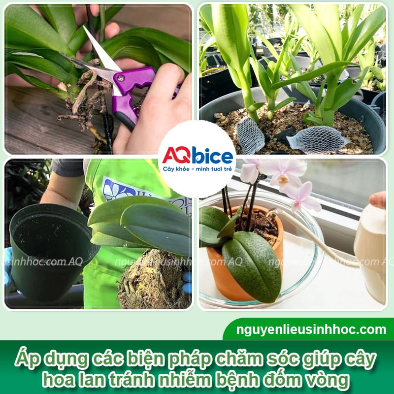 Bệnh đốm vòng trên hoa lan: Nguyên nhân và cách phòng trừ