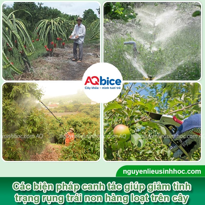 Thuốc chống rụng trái non: Giữ trái khỏe, hạn chế rụng sớm 5 Thuốc chống rụng trái non: Giữ trái khỏe, hạn chế rụng sớm