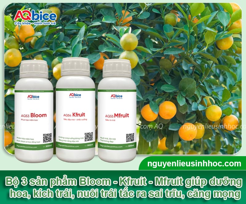 Tại sao cây tắc không ra trái và cách ép cây ra hoa, đậu quả 4 Tại sao cây tắc không ra trái và cách ép cây ra hoa, đậu quả