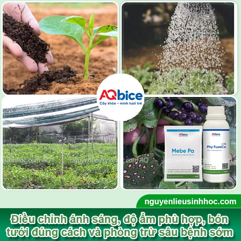 Cách giâm cành mồng tơi tỷ lệ ra rễ cao, mau bật chồi