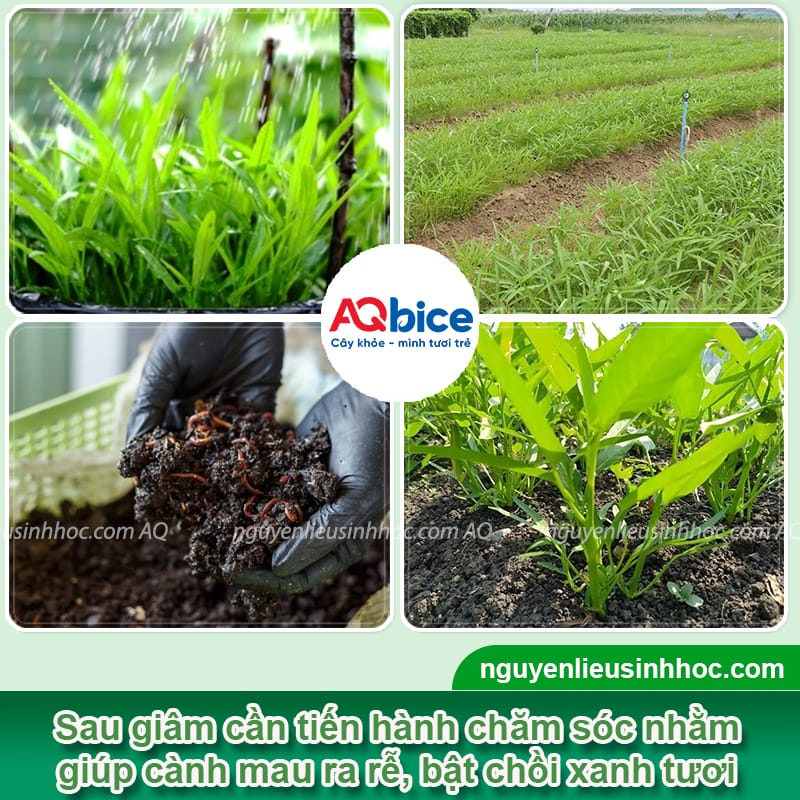 Hướng dẫn giâm cành rau muống nhanh bén rễ, lá xanh mướt