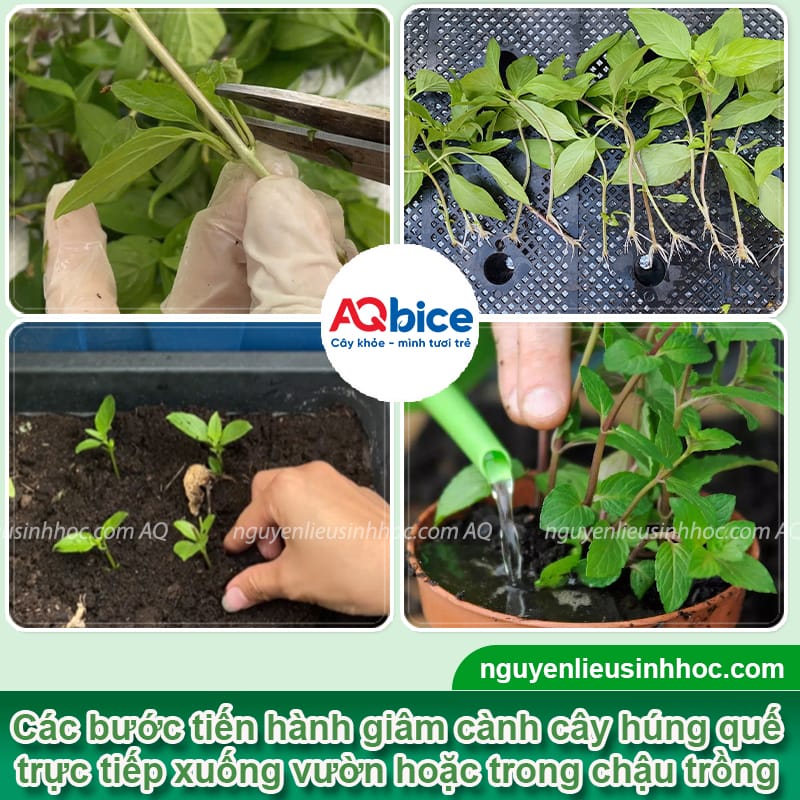 Hướng dẫn giâm cành húng quế đúng cách, cây bén rễ nhanh 4 Hướng dẫn giâm cành húng quế đúng cách, sinh trưởng xanh tốt