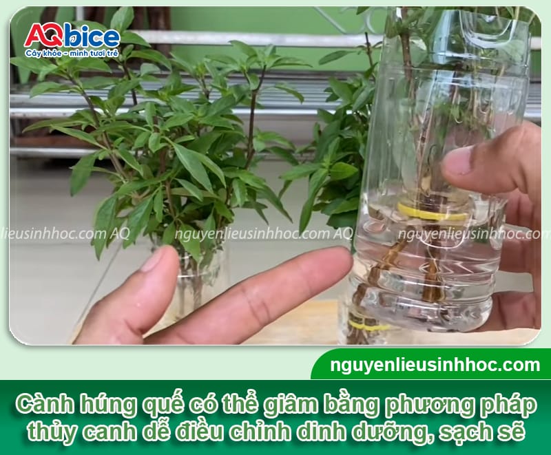 Hướng dẫn giâm cành húng quế đúng cách, cây bén rễ nhanh 5 Hướng dẫn giâm cành húng quế đúng cách, sinh trưởng xanh tốt