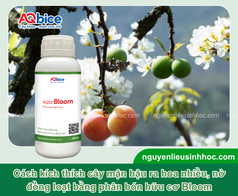 Cách kích thích cây mận hậu ra hoa đồng loạt, đậu quả nhiều