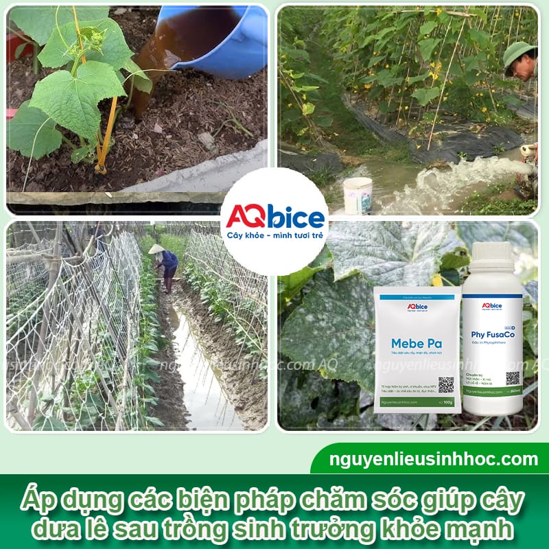 Cách trồng dưa lê bằng hạt đơn giản, nhanh cho trái ngọt 5 Cách trồng dưa lê bằng hạt đơn giản, nhanh cho trái ngọt