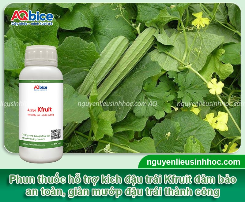 Tại sao mướp không ra quả và cách chăm sóc giúp giàn sai quả