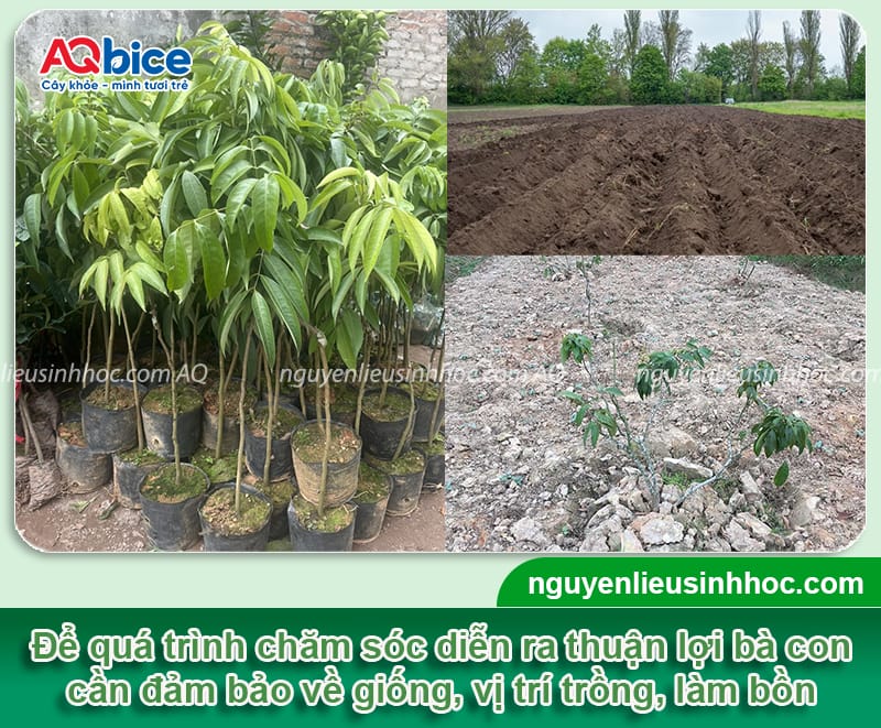 Kỹ thuật chăm sóc cây vải sớm, hạn chế sâu bệnh gây hại 3 Kỹ thuật chăm sóc cây vải sớm, hạn chế sâu bệnh gây hại