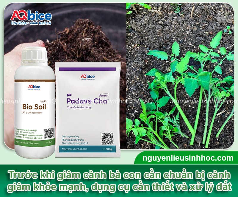 Giâm cành cà chua đúng kỹ thuật giúp nhanh ra rễ, sai quả