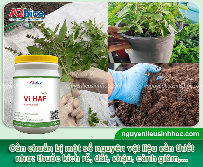 Hướng dẫn giâm cành húng quế đúng cách, cây bén rễ nhanh 3 Hướng dẫn giâm cành húng quế đúng cách, sinh trưởng xanh tốt