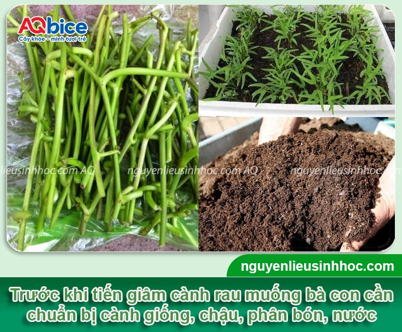 Hướng dẫn giâm cành rau muống nhanh bén rễ, lá xanh mướt