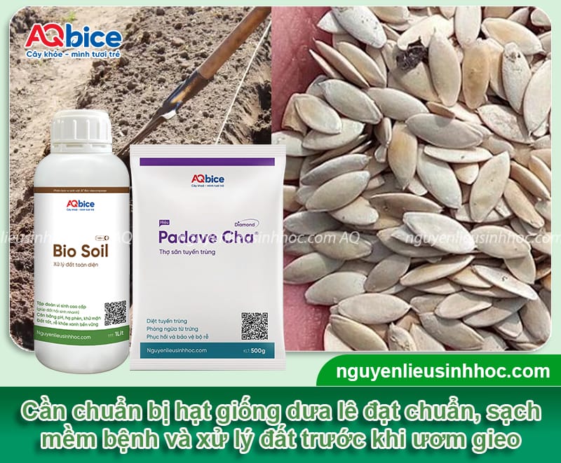 Cách trồng dưa lê bằng hạt đơn giản, nhanh cho trái ngọt 3 Cách trồng dưa lê bằng hạt đơn giản, nhanh cho trái ngọt