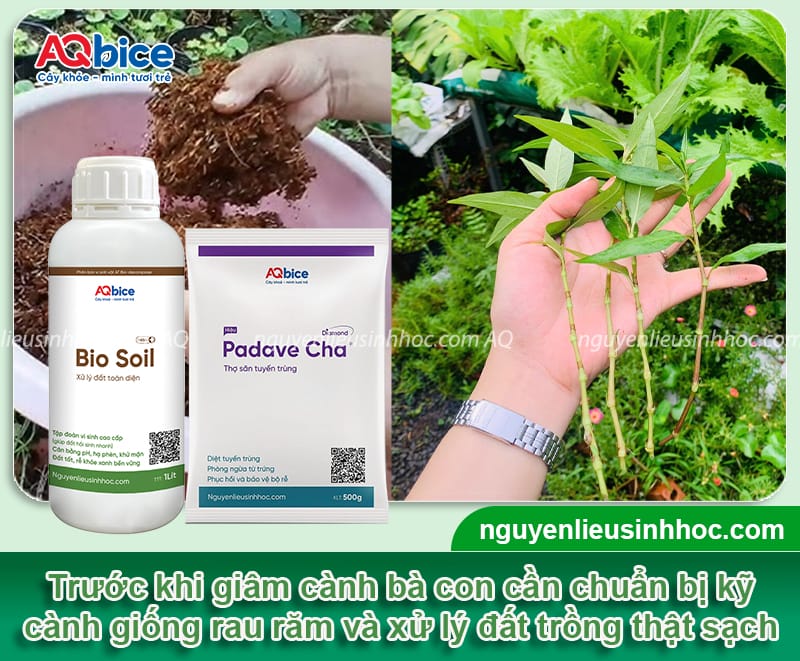 Cách giâm cành rau răm nhanh bén rễ, phát triển xanh tốt