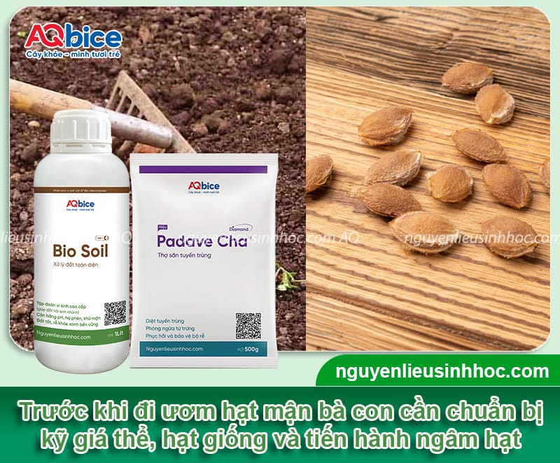 Cách ươm hạt mận hậu nhanh nứt nanh, nảy mầm khỏe mạnh 3 Cách ươm hạt mận hậu nhanh nứt nanh, nảy mầm khỏe mạnh