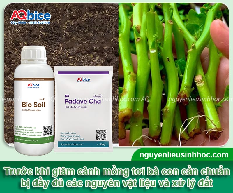 Cách giâm cành mồng tơi tỷ lệ ra rễ cao, mau bật chồi