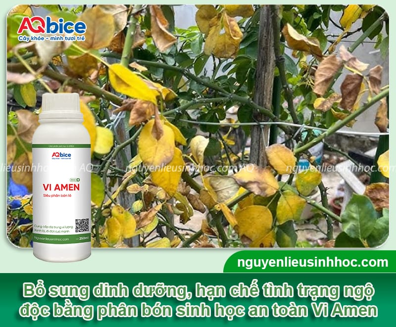Cây hoa hồng bị vàng lá rụng lá: Nguyên nhân và cách phòng trừ