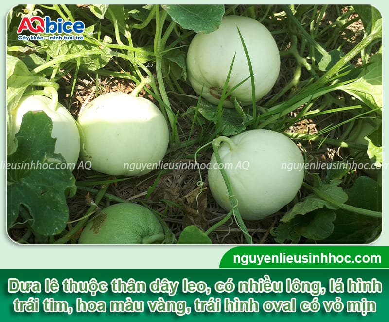 Cách trồng dưa lê bằng hạt đơn giản, nhanh cho trái ngọt 2 Cách trồng dưa lê bằng hạt đơn giản, nhanh cho trái ngọt