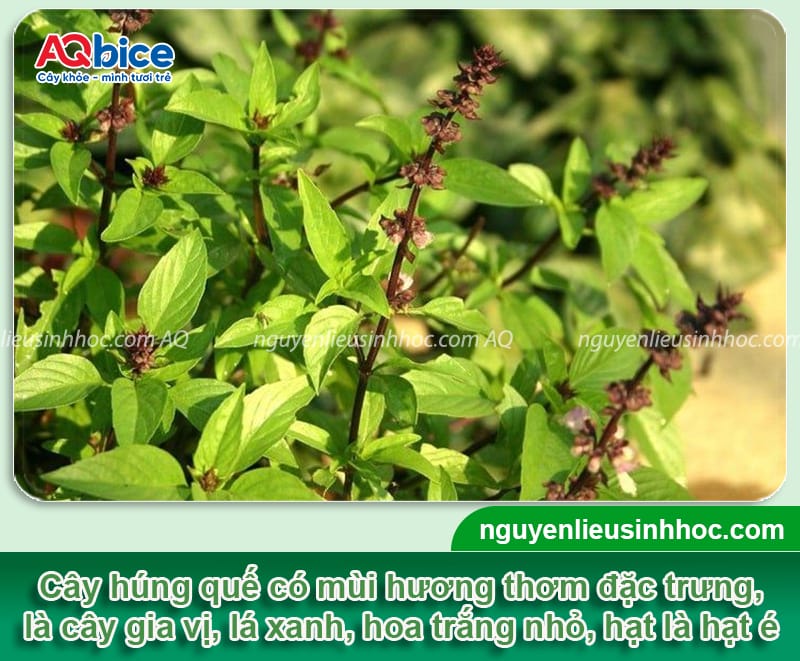 Hướng dẫn giâm cành húng quế đúng cách, cây bén rễ nhanh 2 Hướng dẫn giâm cành húng quế đúng cách, sinh trưởng xanh tốt