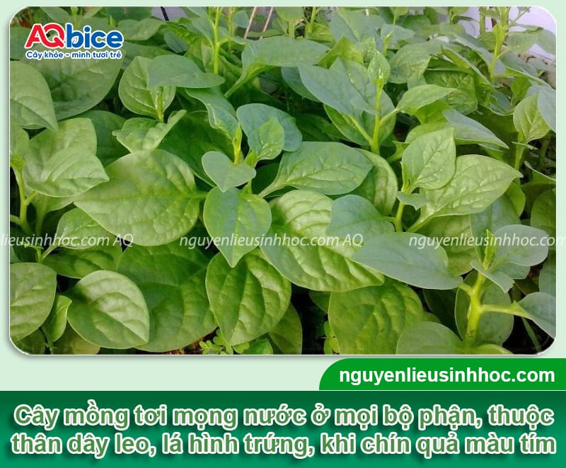 Cách giâm cành mồng tơi tỷ lệ ra rễ cao, mau bật chồi