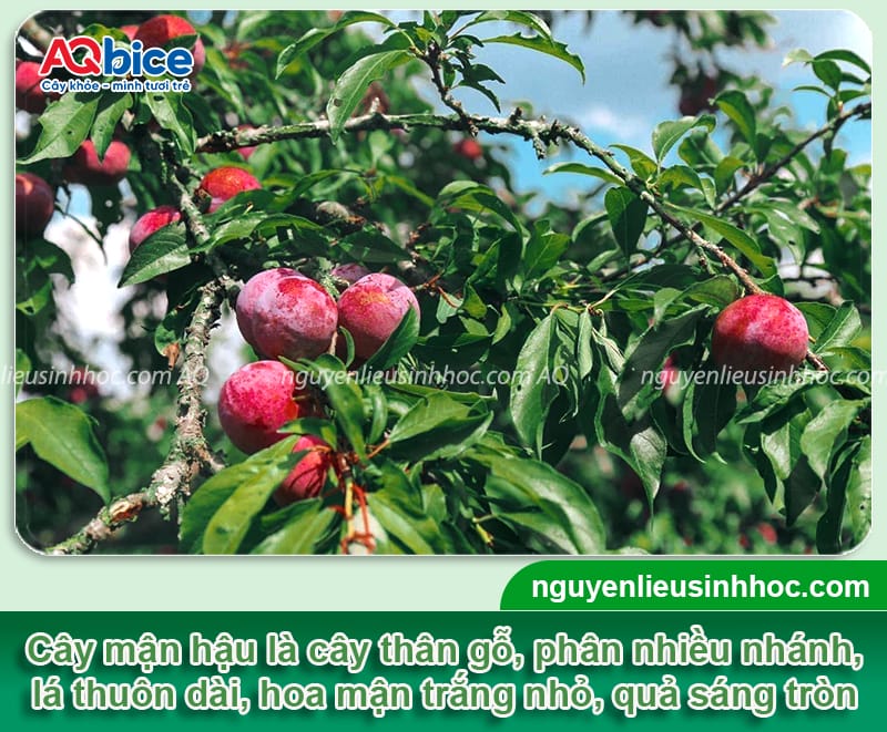 Cách ươm hạt mận hậu nhanh nứt nanh, nảy mầm khỏe mạnh 2 Cách ươm hạt mận hậu nhanh nứt nanh, nảy mầm khỏe mạnh
