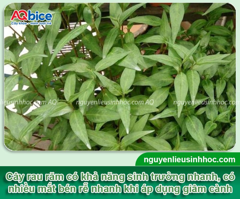 Cách giâm cành rau răm nhanh bén rễ, phát triển xanh tốt