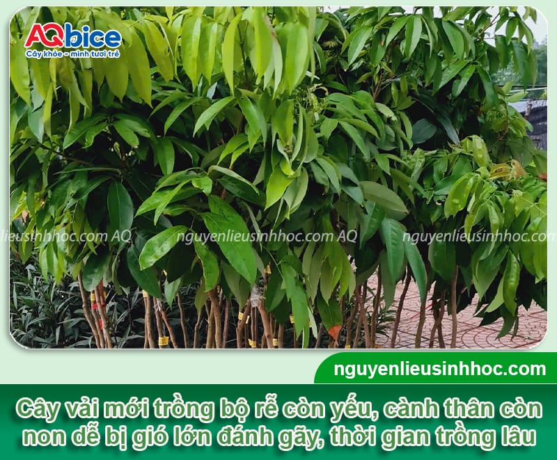 Kỹ thuật chăm sóc cây vải sớm, hạn chế sâu bệnh gây hại 2 Kỹ thuật chăm sóc cây vải sớm, hạn chế sâu bệnh gây hại