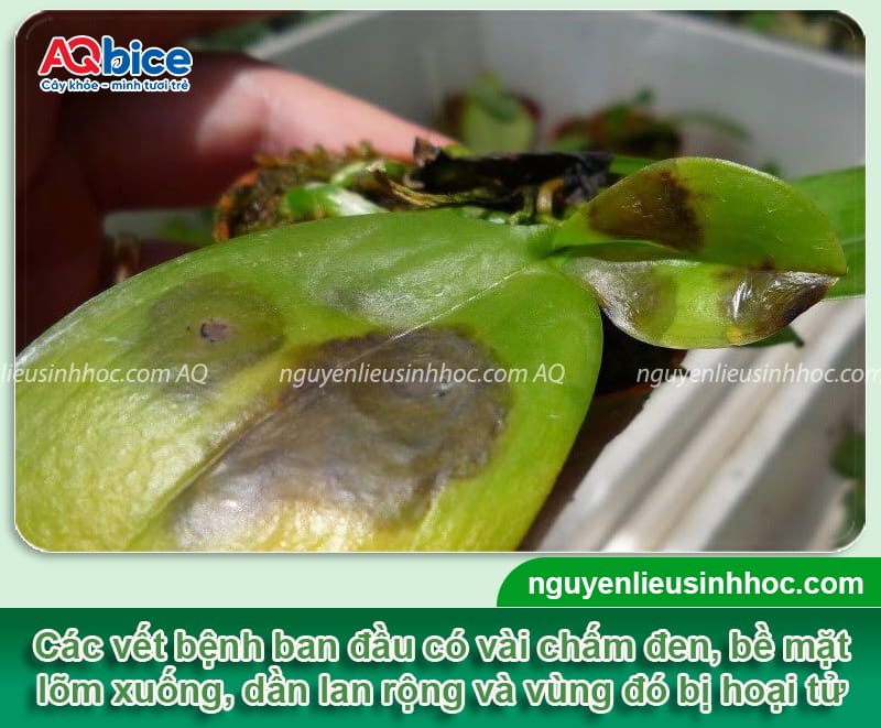 Bệnh đốm vòng trên hoa lan: Nguyên nhân và cách phòng trừ