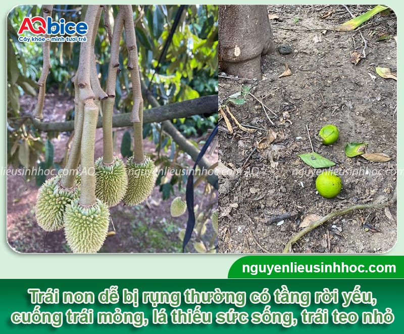 Thuốc chống rụng trái non: Giữ trái khỏe, hạn chế rụng sớm 3 Thuốc chống rụng trái non: Giữ trái khỏe, hạn chế rụng sớm