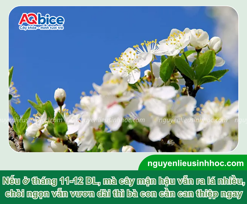 Cách kích thích cây mận hậu ra hoa đồng loạt, đậu quả nhiều