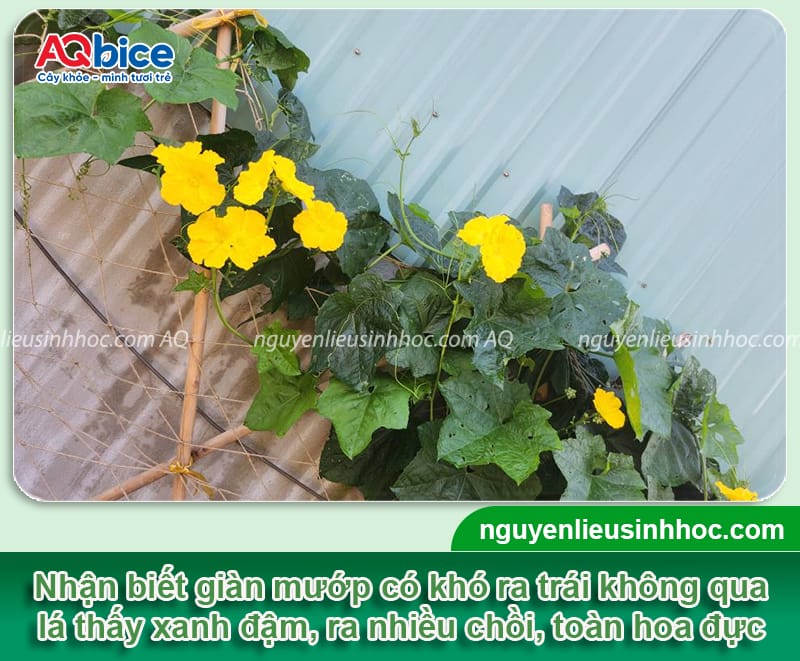 Tại sao mướp không ra quả và cách chăm sóc giúp giàn sai quả