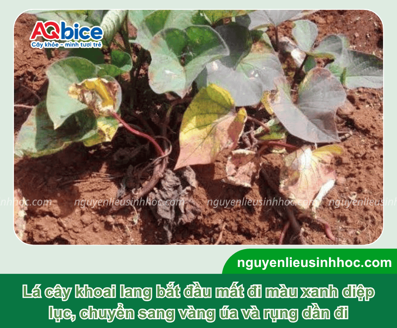 Phòng trừ bệnh chết dây khoai lang giúp bảo vệ năng suất 