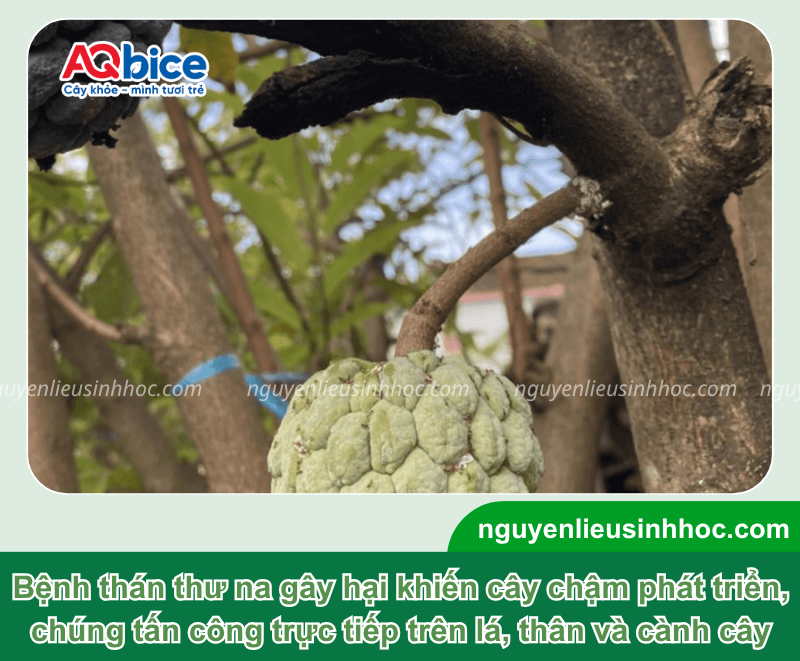 Bệnh thán thư cây na: Biểu hiện và Cách xử lý triệt để 3 Bệnh thán thư cây na: Biểu hiện và Cách xử lý triệt để