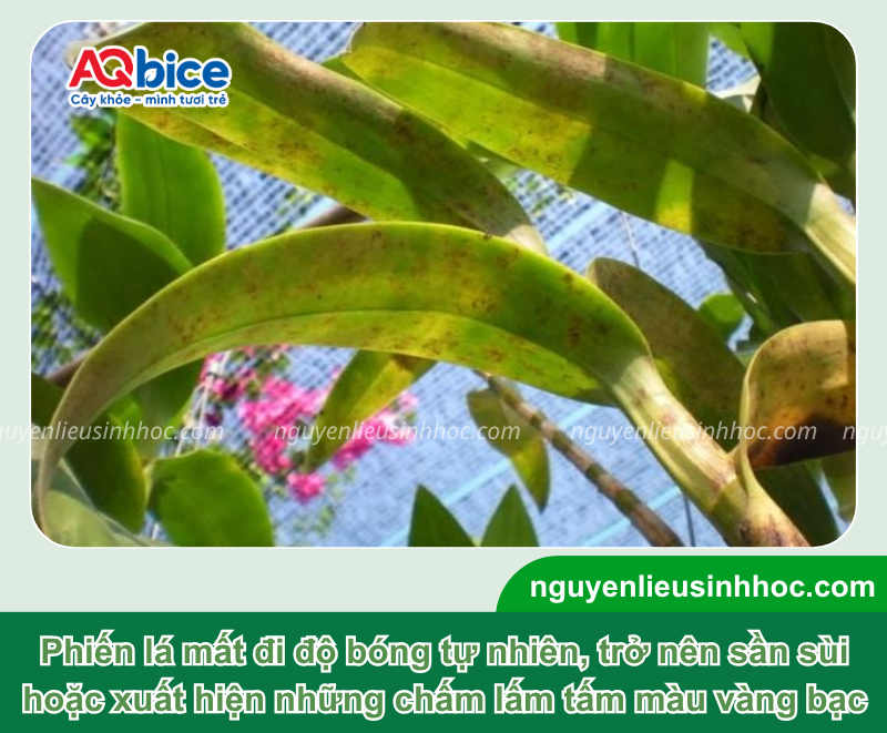 Lan bị xoăn lá do nguyên nhân nào và Cách xử lý dứt điểm