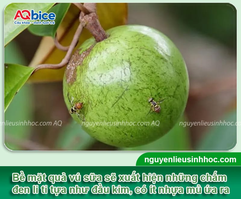 Xử lý vú sữa bị ruồi vàng tấn công, bảo vệ vườn cây trĩu quả