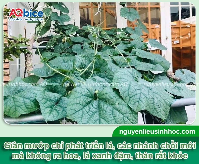 Vì sao mướp không ra hoa và cách xử lý giúp ra hoa nhiều