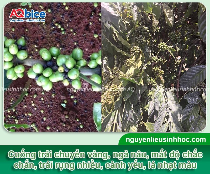 Thuốc chống rụng trái non cà phê, bí quyết giữ trái hiệu quả 2 Thuốc chống rụng trái non cà phê, bí quyết giữ trái hiệu quả